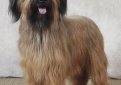 Бриар (Французская овчарка) / Briard (Berger Briard, Berger de Brie)