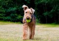 Эрдельтерьер / Airedale Terrier (Bingley Terrier, Waterside Terrier)