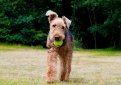 Эрдельтерьер / Airedale Terrier (Bingley Terrier, Waterside Terrier)