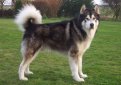 Аляскинский маламут / Alaskan Malamute