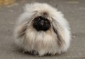 Пекинес / Pekingese (Peking Palasthund)