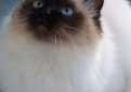 Священная бирма (Бирманская кошка) / Birman Cat