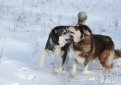 Аляскинский маламут / Alaskan Malamute