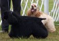 Американский кокер-спаниель / American Cocker Spaniel