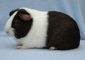 Голландская морская свинка / Dutch Cavy (Holland Guinea Pig)