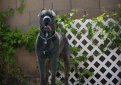 Кане корсо (Итальянская сторожевая собака) / Cane Corso (Sicilian Branchiero)