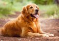 Золотистый ретривер (Голден ретривер) / Golden Retriver