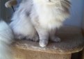Бурмилла длинношерстная / Burmilla Longhair Бурмилла длинношерстная / Burmilla Longhair