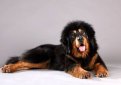 Тибетский мастифф (Тибетский дог) / Tibetan Mastiff (Do-Khyi)