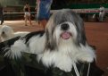 Одис (Одесская домашняя идеальная собака) / ODIS