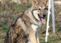 Сарлос (Волчья собака Сарлоса, сарлосская волчья собака) / Saarlooswolfhond (Saarloos Wolfdog)