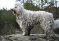 Венгерская овчарка (Комондор) / Komondor (Hungarian Komondor, Hungarian Sheepdog)