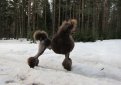 Пудель / Poodle