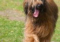 Бриар (Французская овчарка) / Briard (Berger Briard, Berger de Brie)