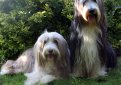 Бородатая колли (Бердед колли) / Bearded Collie