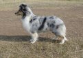 Шелти (Шетландская овчарка) / Shetland Sheepdog (Sheltie)