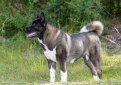 Большая японская собака (Американская акита) / American Akita (Great Japanese Dog)