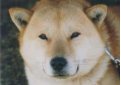 Айну (Хоккайдская собака, хоккайдо) / Ainu Dog (Hokkaido Dog, Ainu Ken)