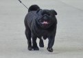 Мопс / Mops (Pug, Carlin) Мопс / Mops (Pug, Carlin)