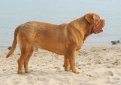 Бордоский дог (Французский мастиф) / French Mastiff (Dogue de Bordeaux, Bordeaux Mastiff, Bordeaux Bulldog)