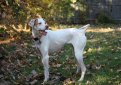 Английский пойнтер (Пойнтер) / English Pointer (Pointer) Английский пойнтер (Пойнтер) / English Pointer (Pointer)