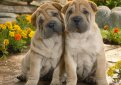 Шарпей (Китайская бойцовая собака) / Shar Pei (Chinese Fighting Dog)