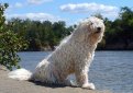 Венгерская овчарка (Комондор) / Komondor (Hungarian Komondor, Hungarian Sheepdog)