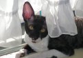 Корниш рекс (Корнуольский рекс) / Cornish Rex (Cornwall Rex)