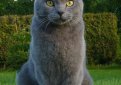 Картезианская кошка (Шартрез) / Chartreux Cat