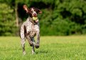 Курцхаар (Немецкий пойнтер, немецкая короткошерстная легавая) / Kurzhaar (German Shorthaired Pointer, Deutscher Kurzhaariger Vorstehhund)