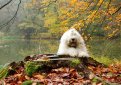 Бобтейл (Староанглийская овчарка) / Bobtail (Old English Sheepdog)