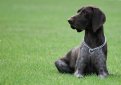 Курцхаар (Немецкий пойнтер, немецкая короткошерстная легавая) / Kurzhaar (German Shorthaired Pointer, Deutscher Kurzhaariger Vorstehhund)