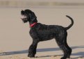 Ризеншнауцер (Гигантский шнауцер) / Riesenschnauzer (Giant Schnauzer)