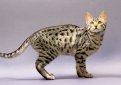 Египетская мау / Egyptian Mau