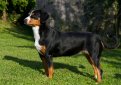 Энтлебухер зенненхунд (Энтлебухер) / Entlebucher Sennenhund (Entlebuch Mountain Dog, Entlebucher)