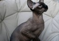 Петерболд (Петербургский сфинкс) / Peterbald Cat