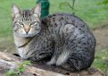 Домашняя кошка / Domestic Cat Домашняя кошка / Domestic Cat
