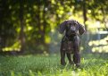 Курцхаар (Немецкий пойнтер, немецкая короткошерстная легавая) / Kurzhaar (German Shorthaired Pointer, Deutscher Kurzhaariger Vorstehhund)