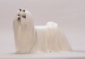 Мальтийская болонка (Мальтезе, болонка мальтез) / Maltese (Bichon Maltaise) Мальтийская болонка (Мальтезе, болонка мальтез) / Maltese (Bichon Maltaise)