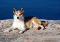 Лундехунд (Норвежская тупиковая лайка) / Norwegian Lundehund (Lundehund, Norwegian Puffin Dog)