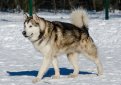 Аляскинский маламут / Alaskan Malamute