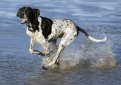 Английский пойнтер (Пойнтер) / English Pointer (Pointer)