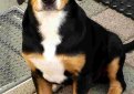 Энтлебухер зенненхунд (Энтлебухер) / Entlebucher Sennenhund (Entlebuch Mountain Dog, Entlebucher)