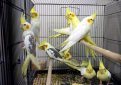 Оборудование клетки для попугаев