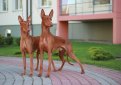 Фараонова собака / Pharaoh Hound (Kelb-tal Fenek)