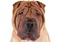 Шарпей (Китайская бойцовая собака) / Shar Pei (Chinese Fighting Dog)