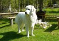 Большая пиренейская собака (Пиренейская горная собака) / Pyrenean Mountain Dog (Great Pyrenees)