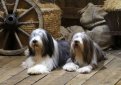 Бородатая колли (Бердед колли) / Bearded Collie