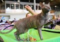 Корниш рекс (Корнуольский рекс) / Cornish Rex (Cornwall Rex) Корниш рекс (Корнуольский рекс) / Cornish Rex (Cornwall Rex)