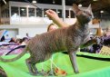 Корниш рекс (Корнуольский рекс) / Cornish Rex (Cornwall Rex)